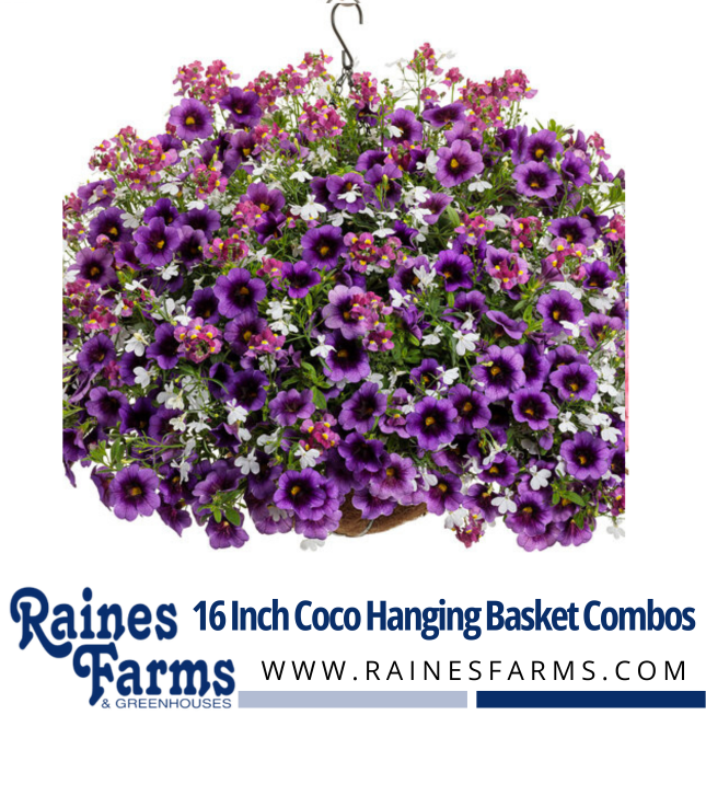 16 Inch Coco Hanging Basket Combos